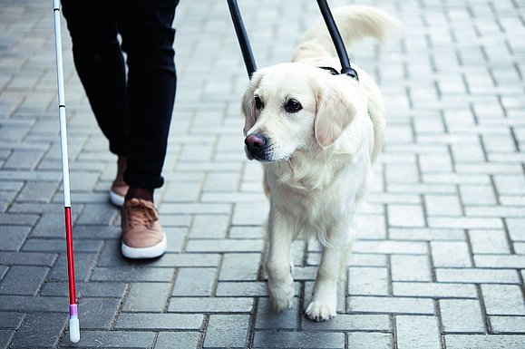 Beine eines Fußgängers mit Langstock und Blindenführhund