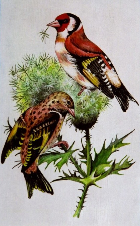 Gemälde von farbintensiven Vögeln