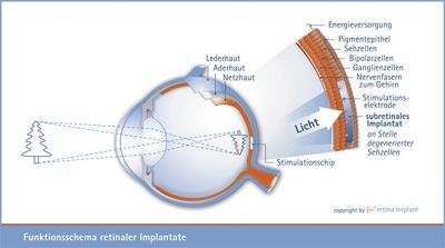 Abbildung eines retinalen Funktionsschemas 
