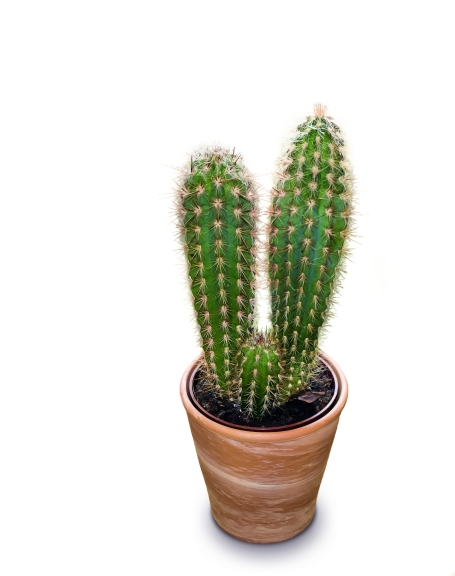 Mein kleiner grüner Kaktus, Copyright: Pixabay Ein kleiner, dreiteiliger grüner Säulenkaktus im Tontopf.