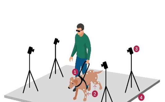 Illustration: Mann mit grünem Shirt geht mit Blindenführhund. links und rechts stehen kameras