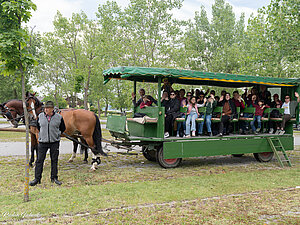 Foto: © Ruslan Ischenko Sehsternchen Gruppe im Pferde-Waggon