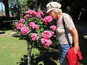 Seniorin mit weißer Kappe riecht an einem Rosenbaum mit rosa Blüten. 
