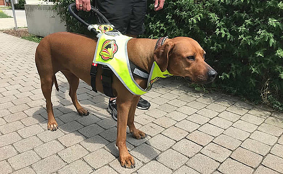 Brauner Labrador Blindenführhund mit Führgeschirr