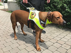 Brauner Labrador Blindenführhund mit Führgeschirr