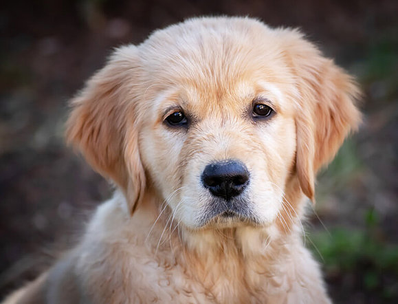 Hundewelpe Golden Retriever blickt direkt in die Kamera.