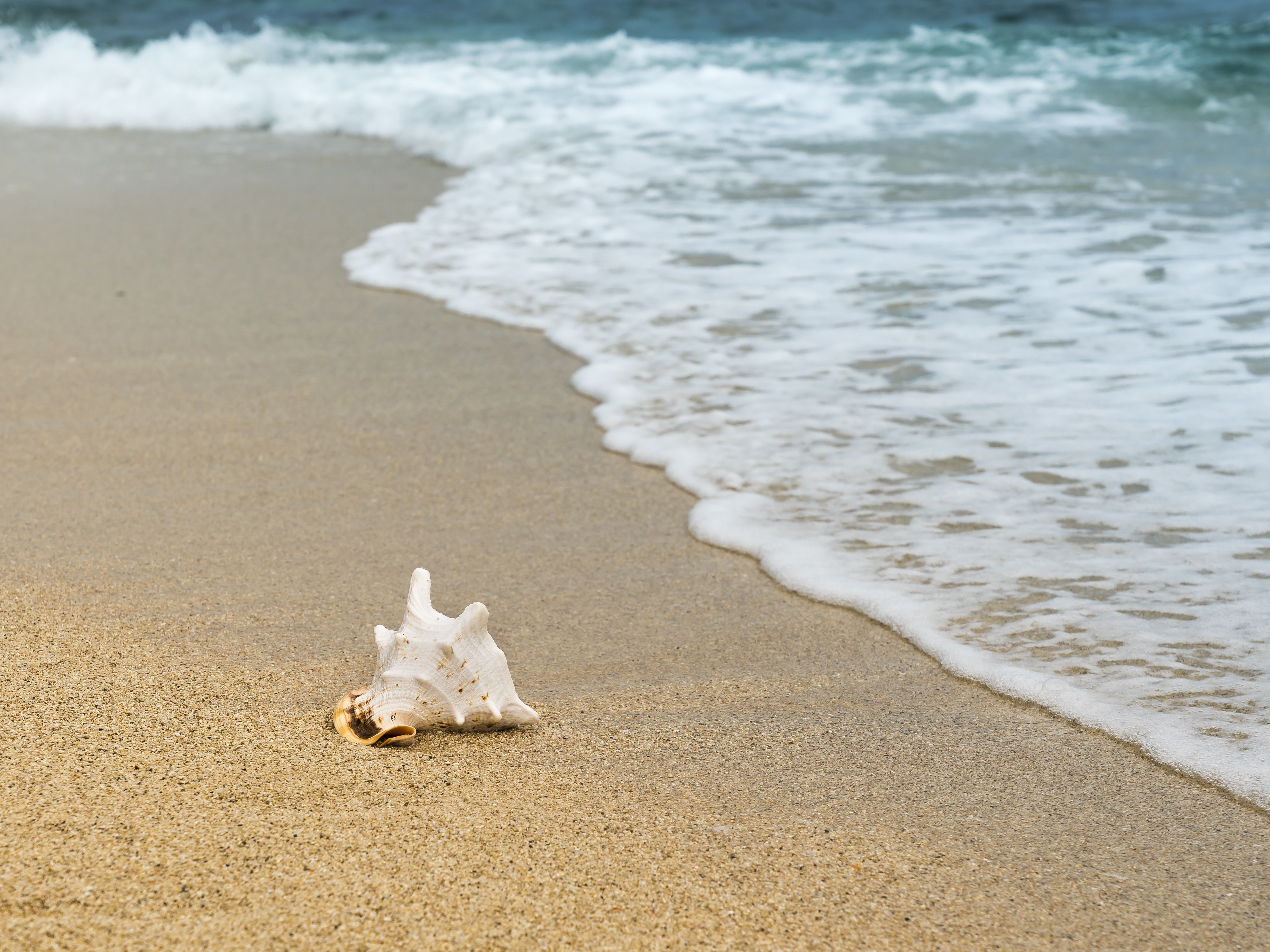 Muschel liegt am Strand