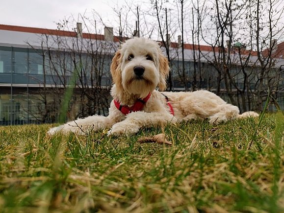 Ein kleiner, weißer Hunde-Welpe namens Kaja liegt auf einer grünen Wiese