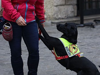 Erste-Hilfe-Kurs für Blindenführhundhalter Erste-Hilfe-Kurs für Blindenführhundhalter