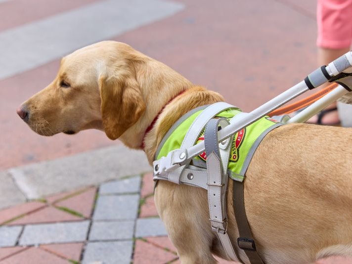 Assistenzhunde sind ein unverzichtbarer Bestandteil der Mobilität und Selbstbestimmung von Menschen mit Behinderungen Foto von einem Blindenführhund, der ein Geschirr trägt