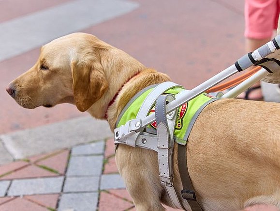 Foto von einem Blindenführhund, der ein Geschirr trägt