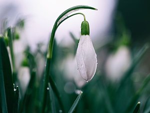 Ein Schneeglöckchen im Morgentau, Copyright: Aaron Burden on Unsplash