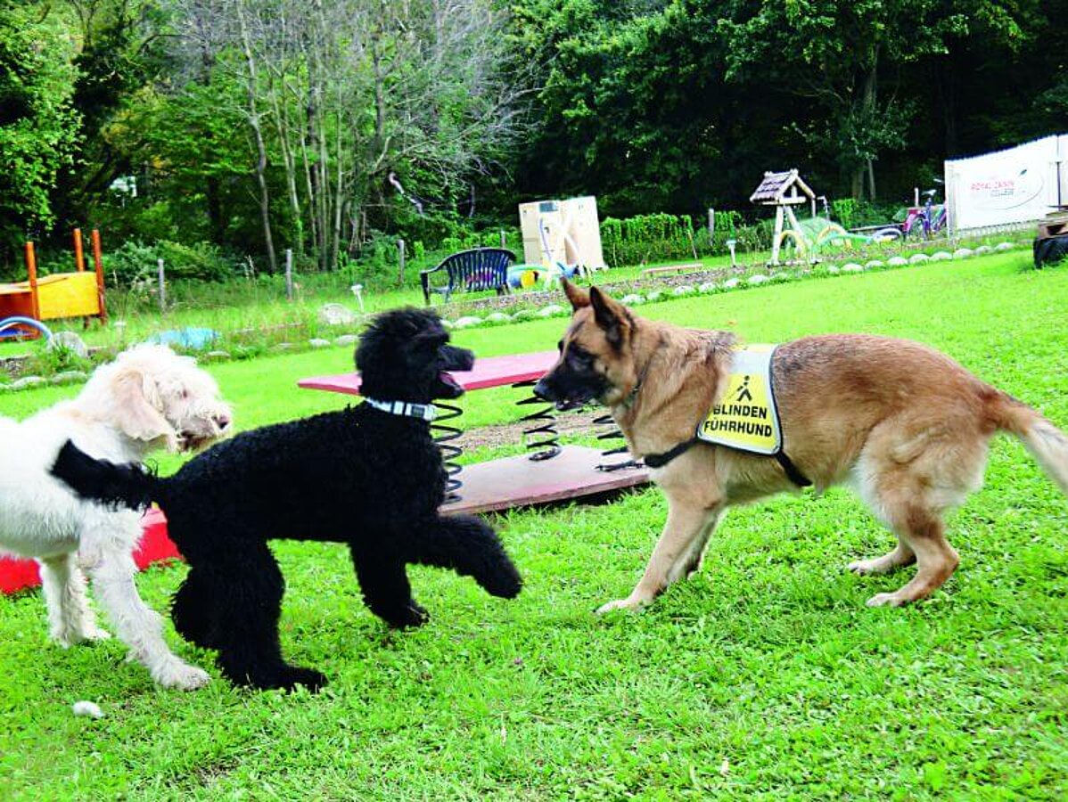 Blindenführhunde beim Spielen.