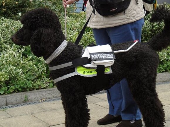 Ein schwarzer Königspudel im Blindenführhundgeschirr mit seinem blinden Frauchen.