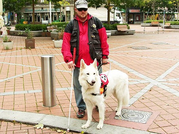 Weißer Blindenführhund mit Führgeschirr zeigt seinem blinden Halter eine Gehsteigkante an
