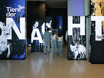 Tiere der Nacht - Museum Niederösterreich