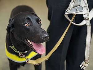 Schwarzer Hund mit gelbem Geschirr