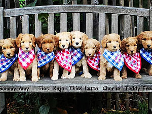 Neun kleine Hundewelpen mit blauen und roten Tüchern sitzen auf einer Holzbank
