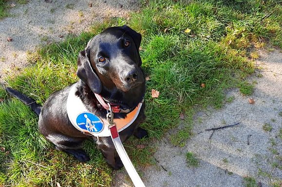 Labrador mit Blindenführgeschirr schaut in die Kamera