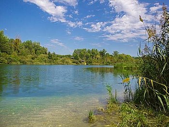 Natur erleben – Waldspaziergang an der Traun-Donau-Au