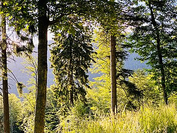 Wanderung Naturpark Eichenhain