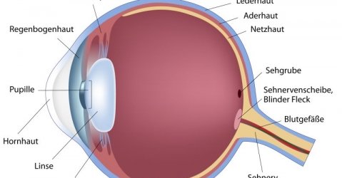 Das Auge - Hilfsgemeinschaft der Blinden und Sehschwachen Österreichs