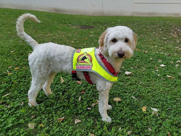 Ein kleiner weißer Labradoodle-Welpe steht auf einer grünen Wiese und trägt eine Kennzeichnung mit "Assistenzhund in Ausbildung"