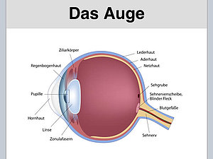 Auf der Startseite der App ist eine Skizze eines Auges inklusive Beschreibungen der einzelnen Teile sowie ein Überblick über die häufigsten Augenerkrankungen zu sehen.