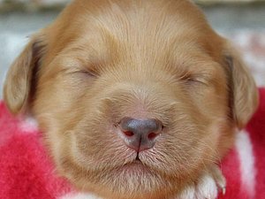 Ein Kopf eines kleinen Hundes mit braunem Fell und geschlossenen Augen, der in eine Decke eingewickelt ist.