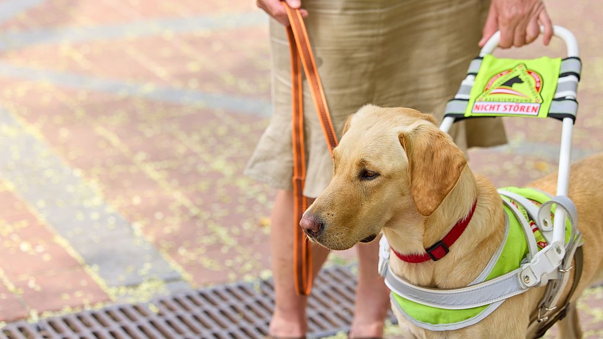Eine Frau geht mit einem Blindenführhund (gekennzeichnet) über die Straße