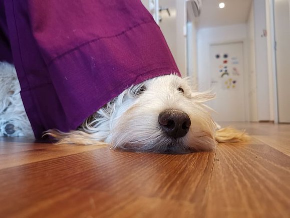 Ein kleiner, süßer Hundewelpe liegt unter einem lila Handtuch am Boden und schläft. Man sieht nur das weiße Gesicht und die dunkle Schnauze.